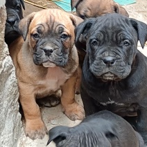 卡斯罗幼犬宠物犬