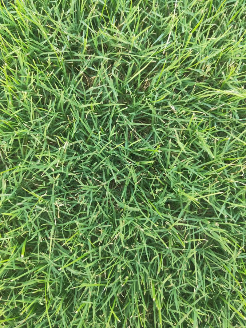 四季青，百慕大，马尼拉，果岭草各品种草坪现货量大无中间商