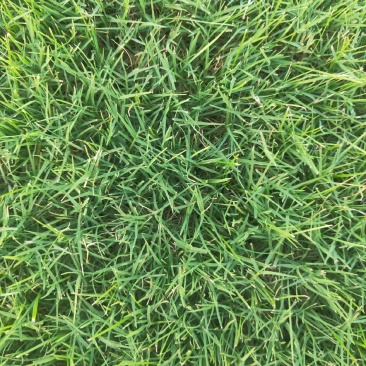 四季青，百慕大，马尼拉，果岭草各品种草坪现货量大无中间商