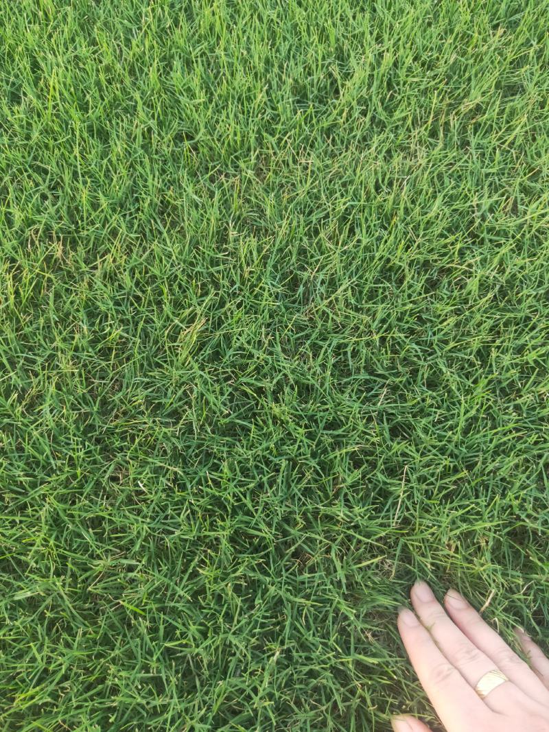 四季青，百慕大，马尼拉，果岭草各品种草坪现货量大无中间商