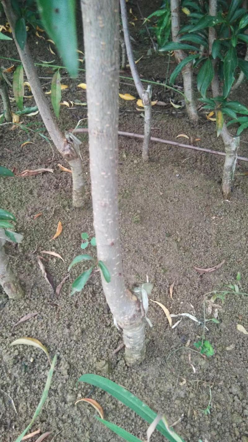 蜂糖李子苗蜂糖李苗原产地正宗蜂糖李子苗蜂糖李苗