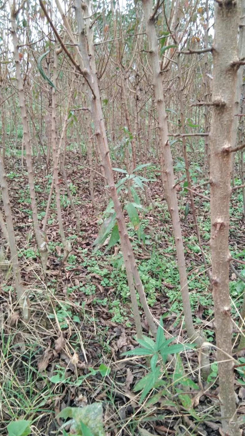 蜂糖李子苗蜂糖李苗原产地正宗蜂糖李子苗蜂糖李苗