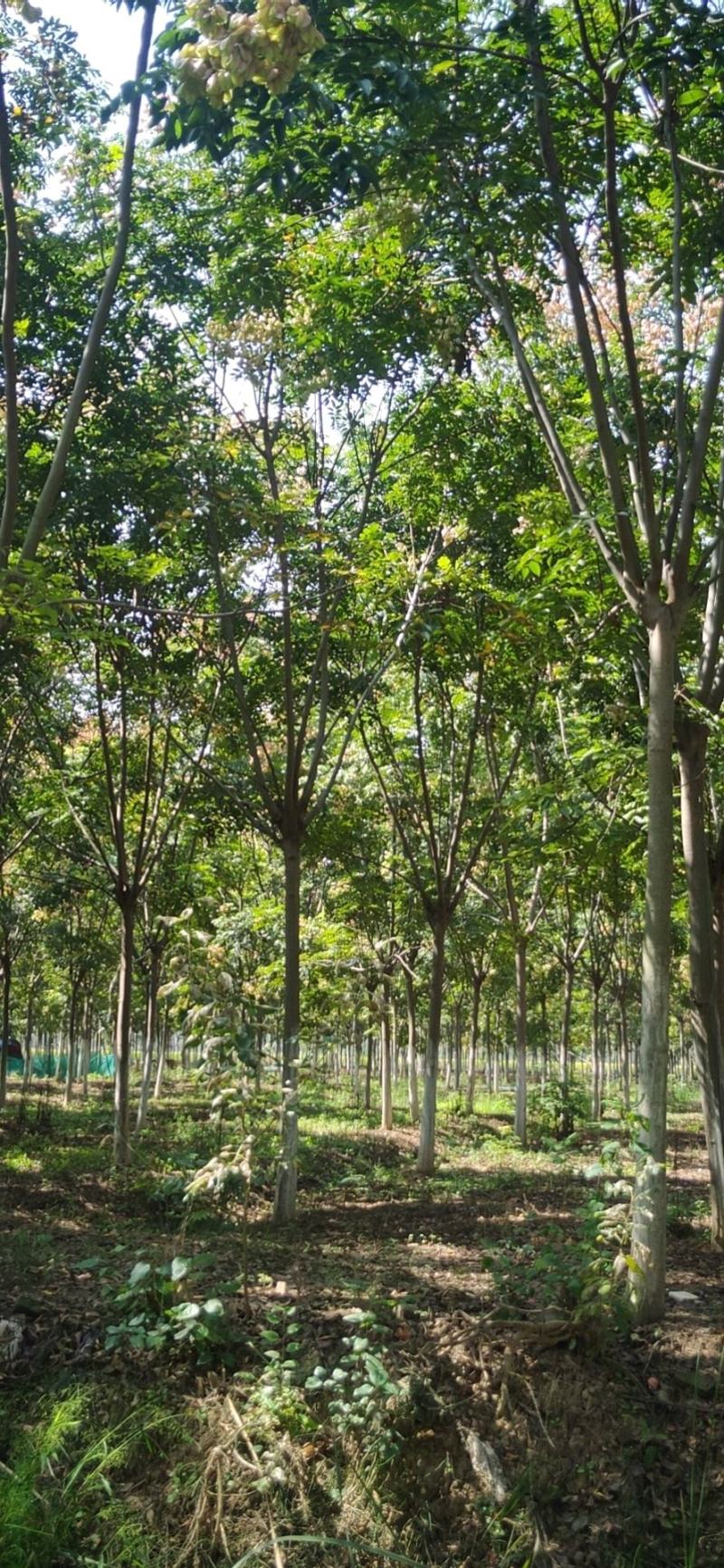 精品栾树10-18公分苗圃现货干直冒圆无中间商差价