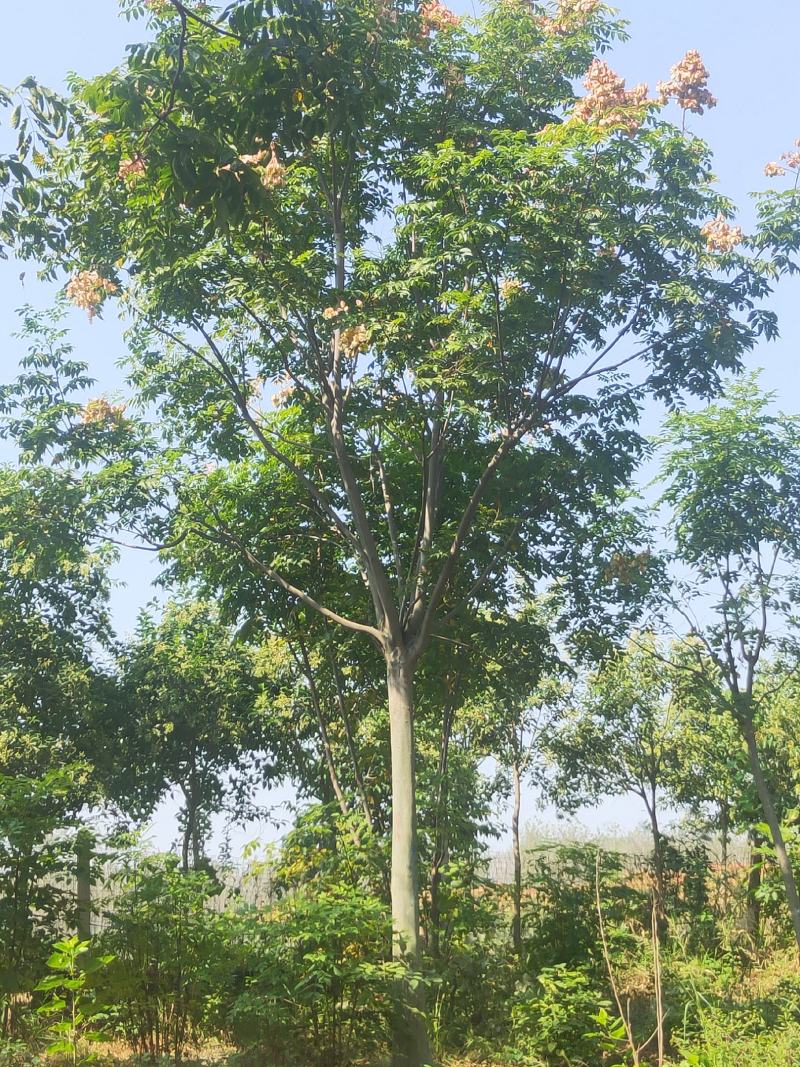 精品栾树10-18公分苗圃现货干直冒圆无中间商差价