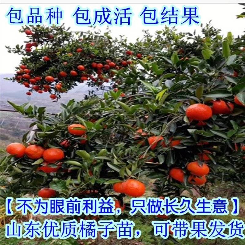 橘子树苗砂糖橘柑橘蜜橘树苗带果金桔橘子果树苗当年结果盆栽