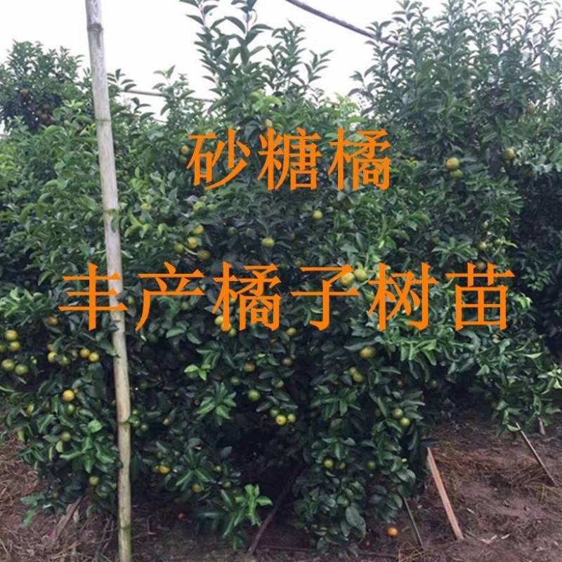 橘子树苗砂糖橘柑橘蜜橘树苗带果金桔橘子果树苗当年结果盆栽