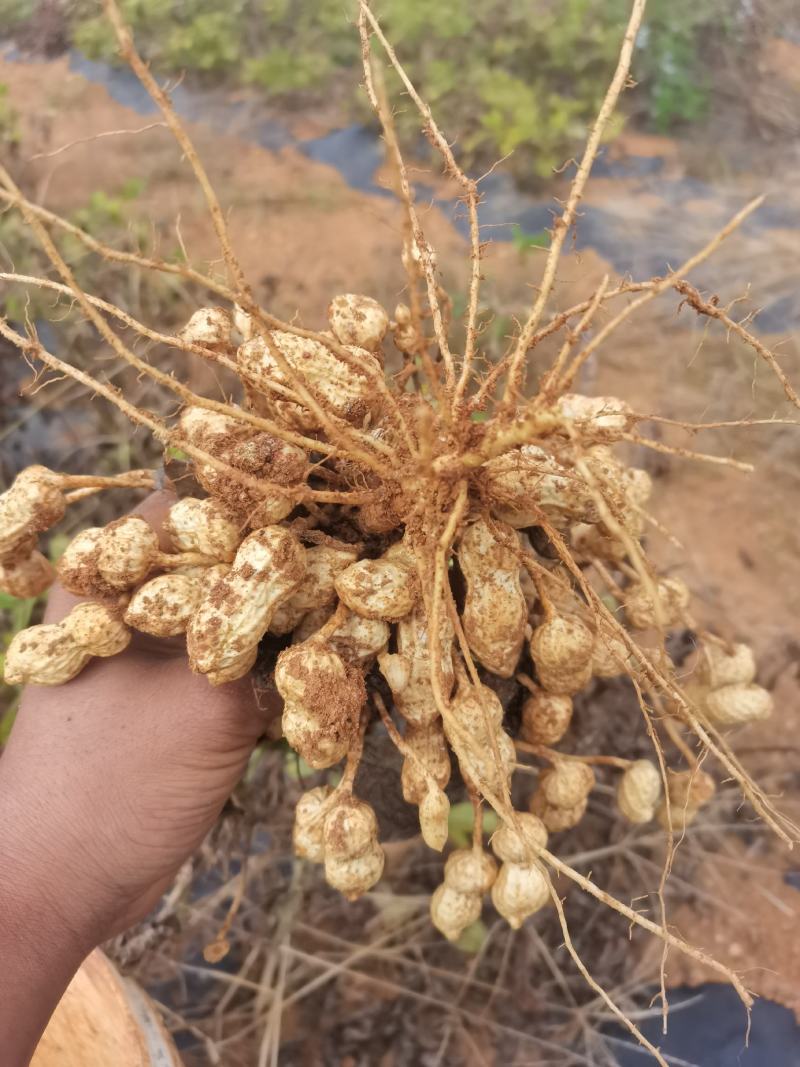 新鲜花生