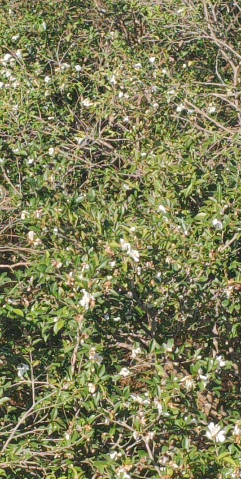 茶油及茶枯饼