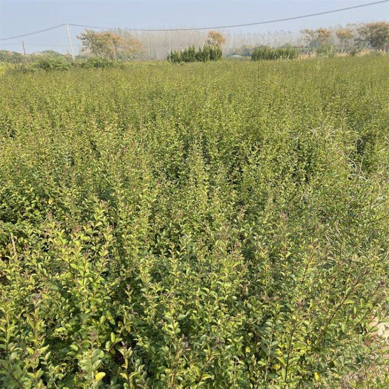 小叶女贞树四季常青庭院围墙绿篱笆植物城市绿化彩路边色块