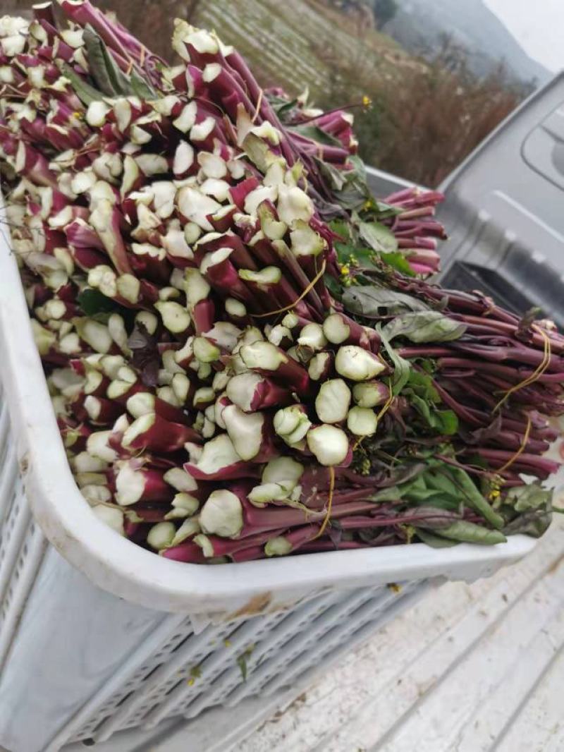 红菜苔又叫紫菜苔，芸菜苔，紫菘，菜苔，叶菜类，现摘现装，