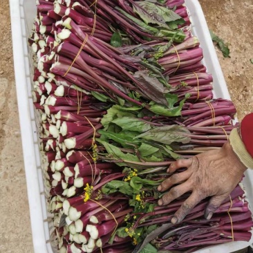 红菜苔又叫紫菜苔，芸菜苔，紫菘，菜苔，叶菜类，现摘现装，