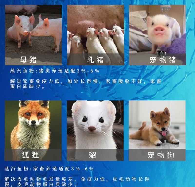 秘鲁超级进口鱼粉饲料兽用养殖猪鸡鸭鹅水产虾蟹鳖