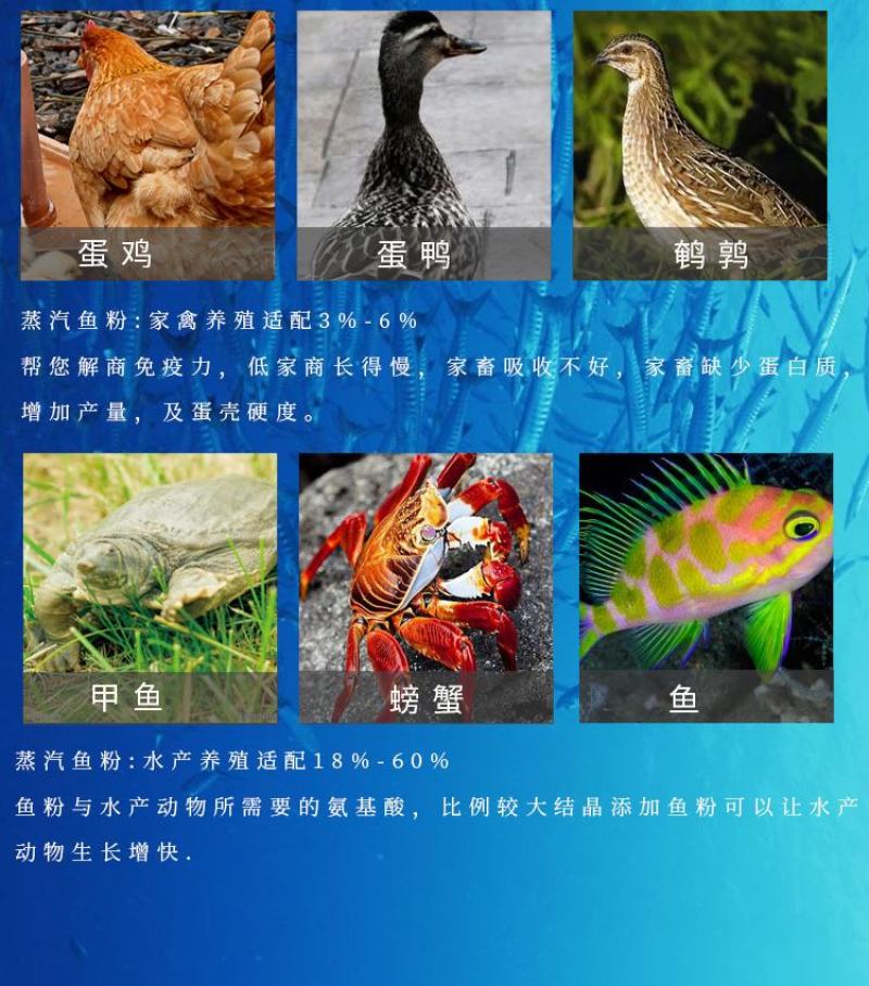 秘鲁超级进口鱼粉饲料兽用养殖猪鸡鸭鹅水产虾蟹鳖