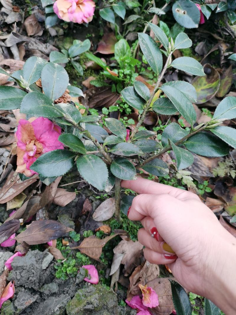 茶梅苗茶花苗基地苗圃发货当年开花