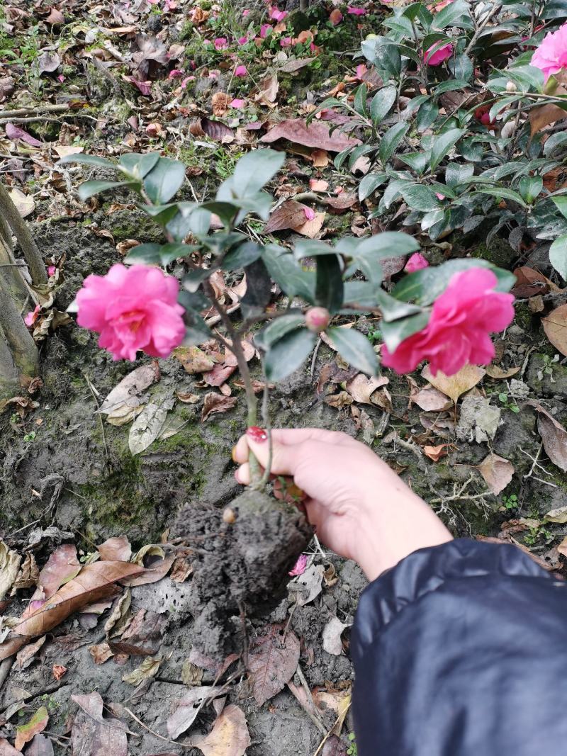 茶梅苗茶花苗基地苗圃发货当年开花