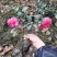 茶梅苗/茶花苗/茶花苗/茶梅苗/全国发货包邮