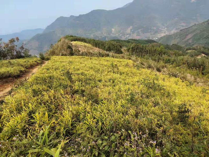 广西大肉姜
