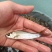 优质土鲮，规格齐全，量大价格优惠苗场直供，专用水车包送。