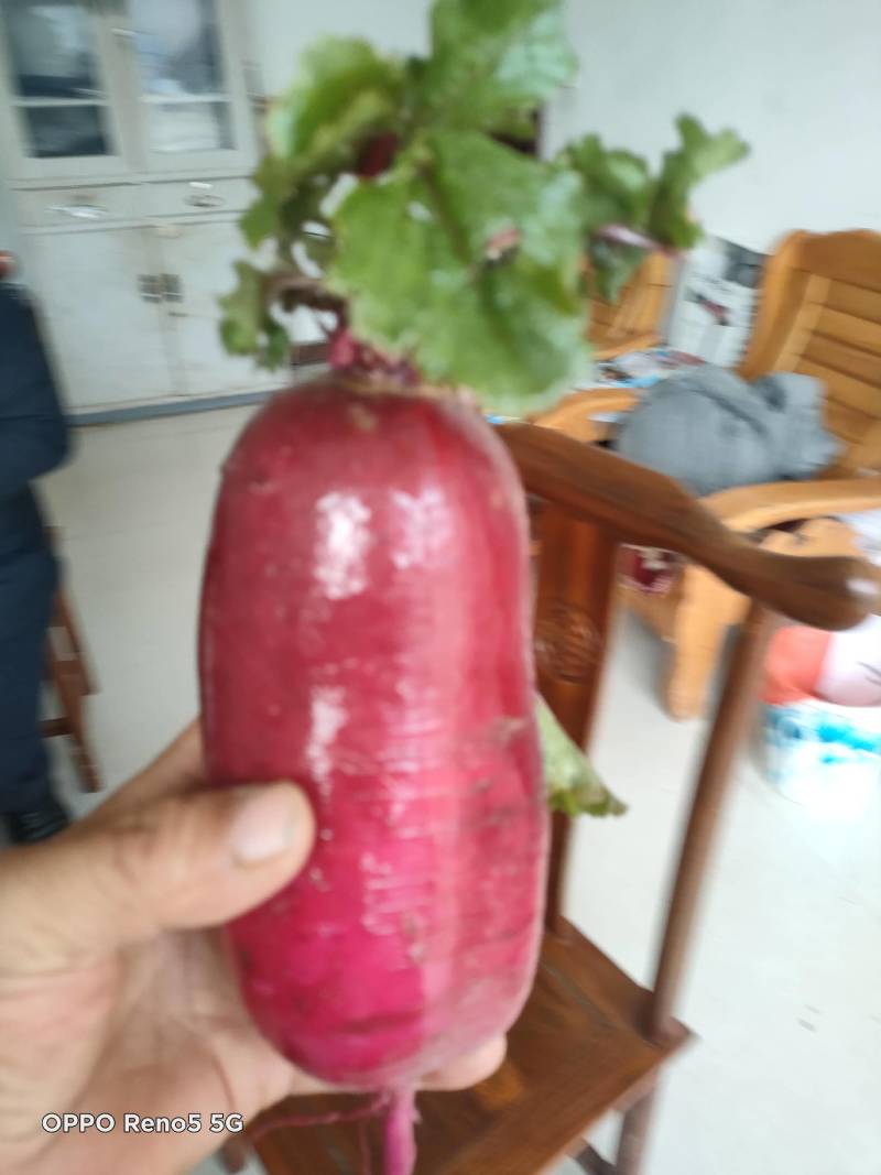 沙窝萝卜水果萝卜