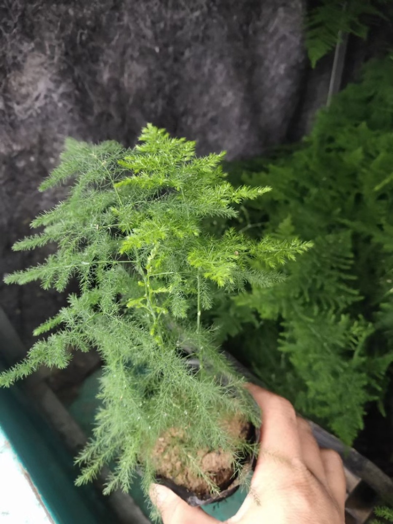 【新品】四季常绿文竹盆栽可组盆景量大可优惠
