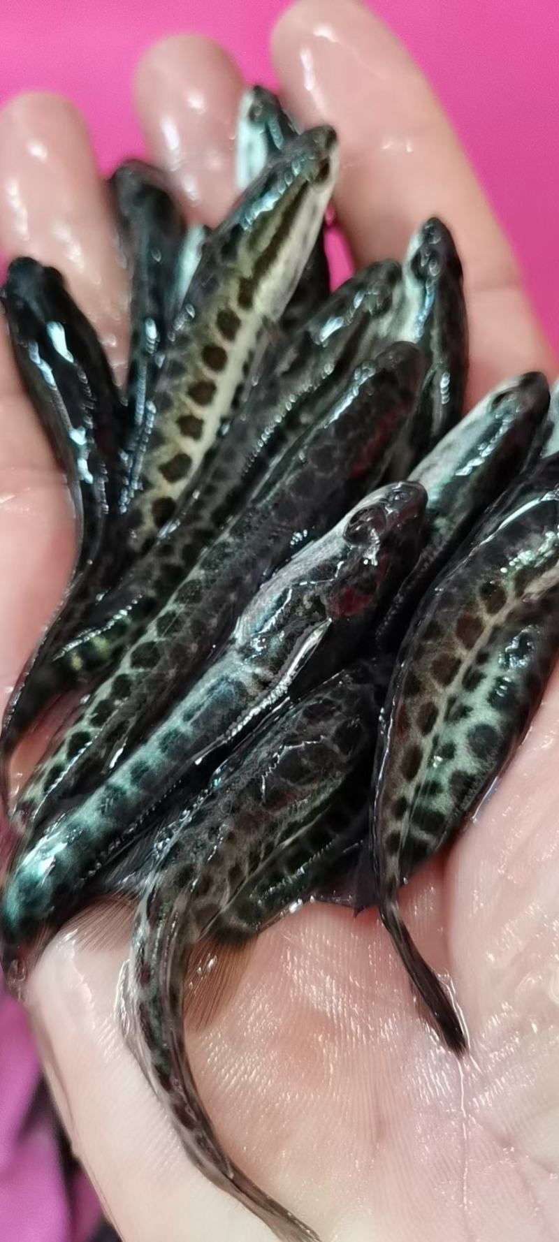 成活率高，长得快