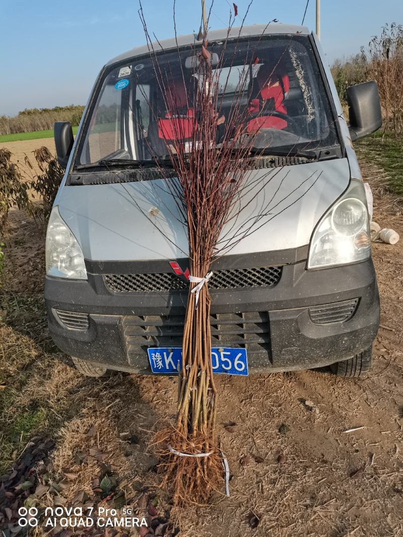 美人梅，梅花河南鄢陵货源，一手货源无中介。