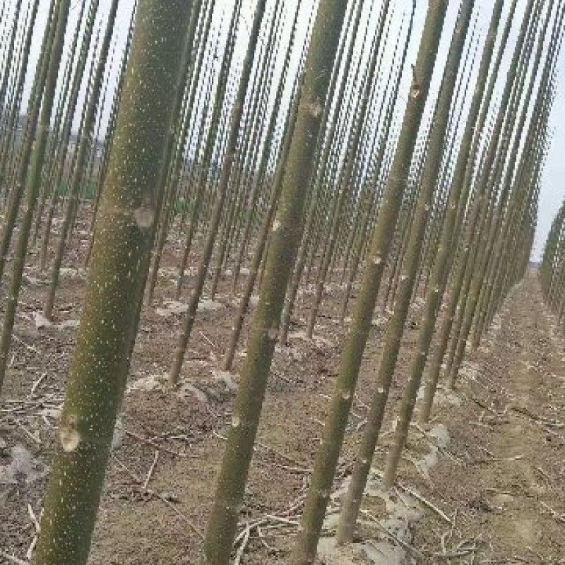 泡桐，四倍体泡桐，紫花泡桐，兰考泡桐，9501，根桩种根