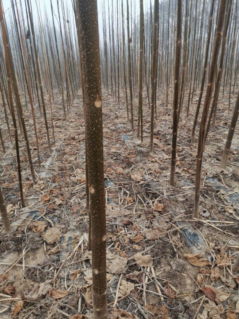 泡桐，四倍体泡桐，紫花泡桐，兰考泡桐，9501，根桩种根