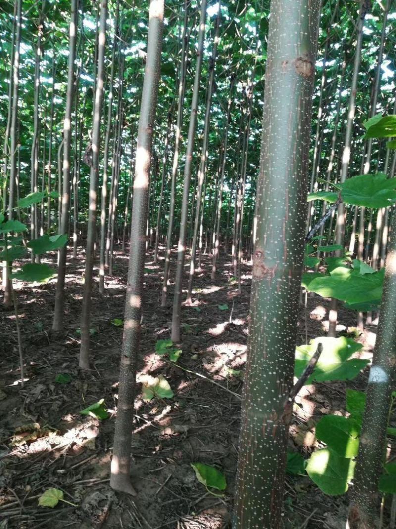 泡桐，四倍体泡桐，紫花泡桐，兰考泡桐，9501，根桩种根