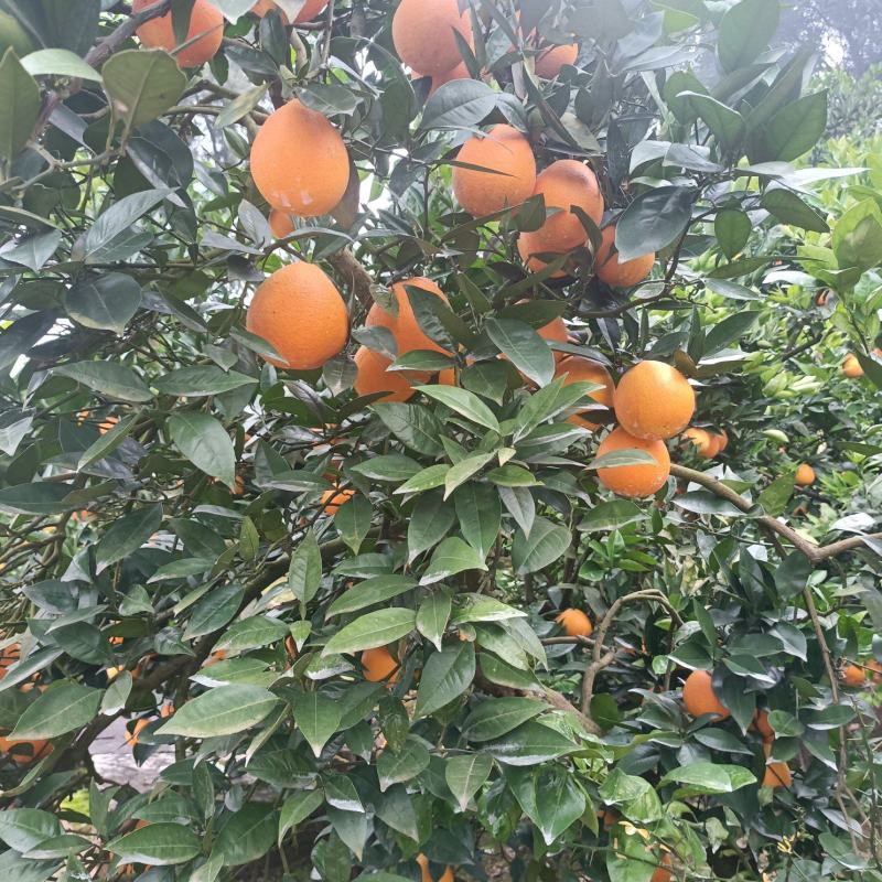 佛乐橙脐橙广柑柑子个大味甜产地代发及代办一件代发（现货）