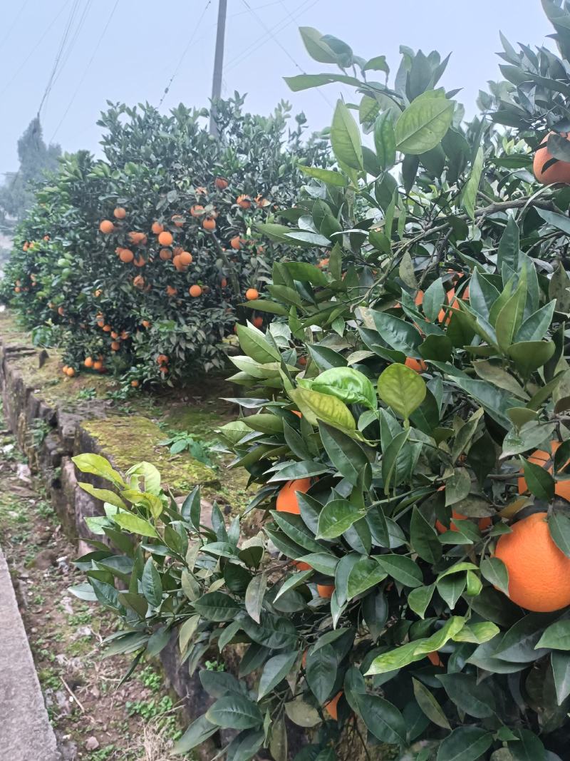 佛乐橙脐橙广柑柑子个大味甜产地代发及代办一件代发（现货）