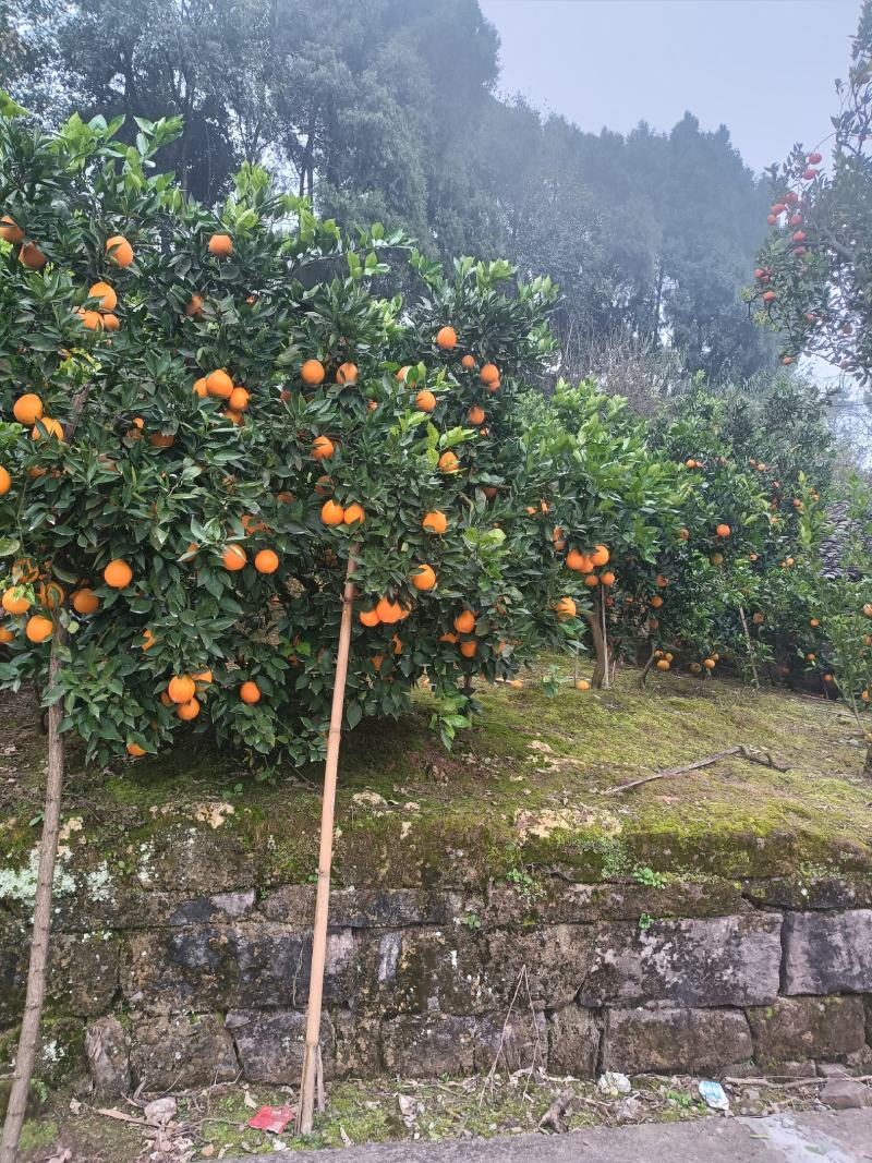 佛乐橙脐橙广柑柑子个大味甜产地代发及代办一件代发（现货）