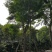 皂角树，皂荚树，四川皂角树基地出售，成都皂荚树批发价格