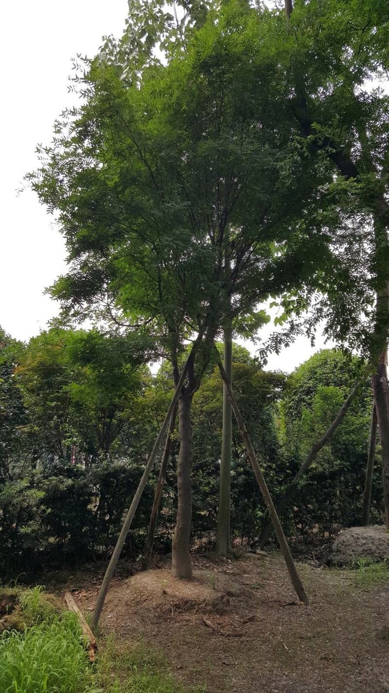 皂角树，皂荚树，四川皂角树基地出售，成都皂荚树批发价格