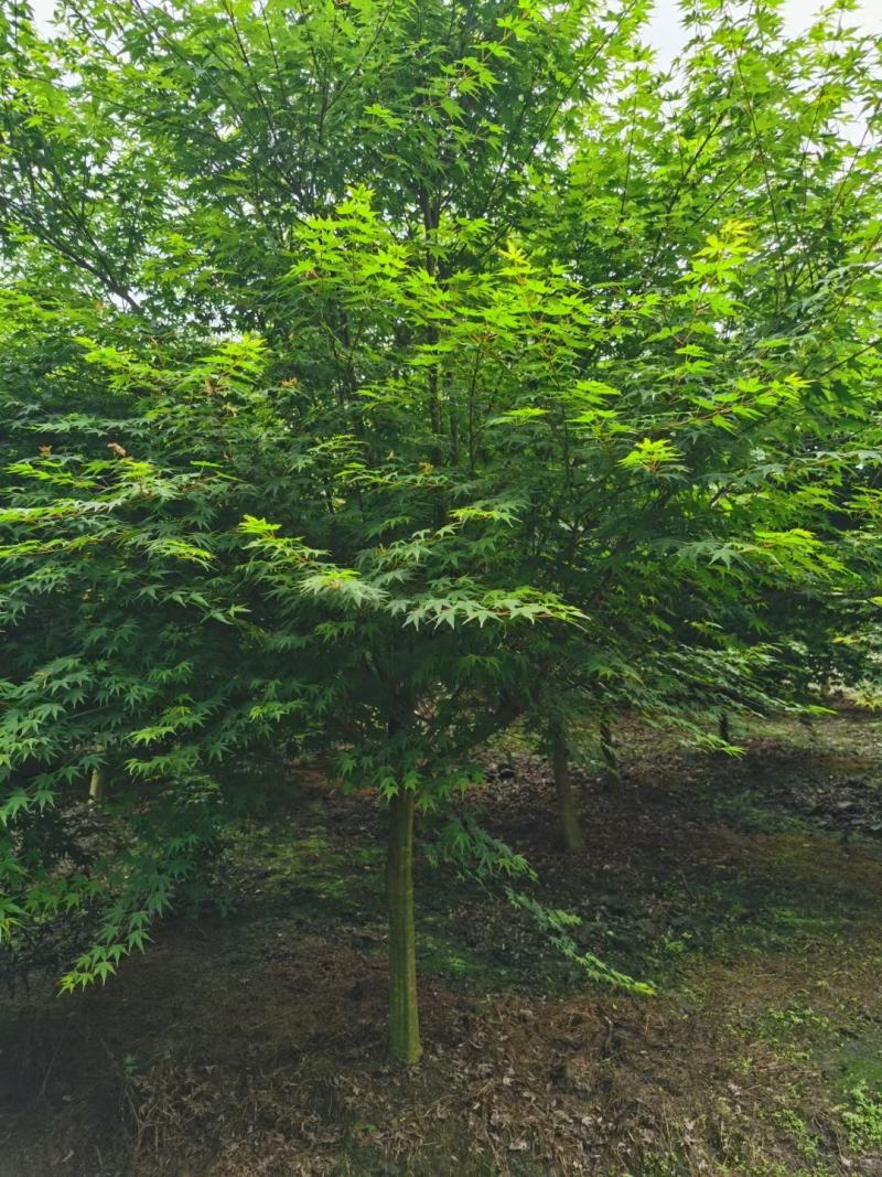 鸡爪槭，槭树，四川鸡爪槭基地出售，成都鸡爪枫批发价格
