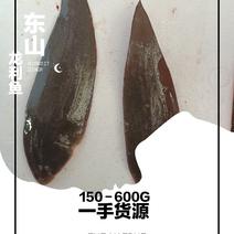 东山岛龙利鱼龙舌鱼活冻冰鲜龙利鱼承接订单500g以上规格
