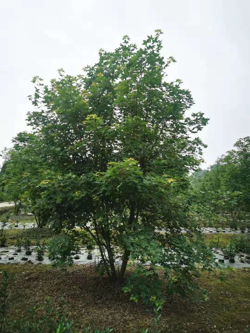 元宝枫，元宝树，四川元宝枫基地出售，成都元宝枫批发价格