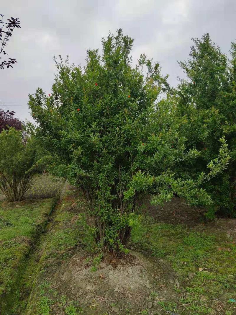 花石榴，四川花石榴基地出售，成都花石榴批发价格