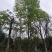 枫香，枫香树，四川枫香树基地出售，成都枫香树批发价格