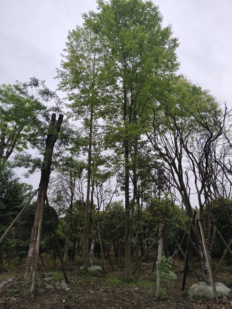枫香，枫香树，四川枫香树基地出售，成都枫香树批发价格