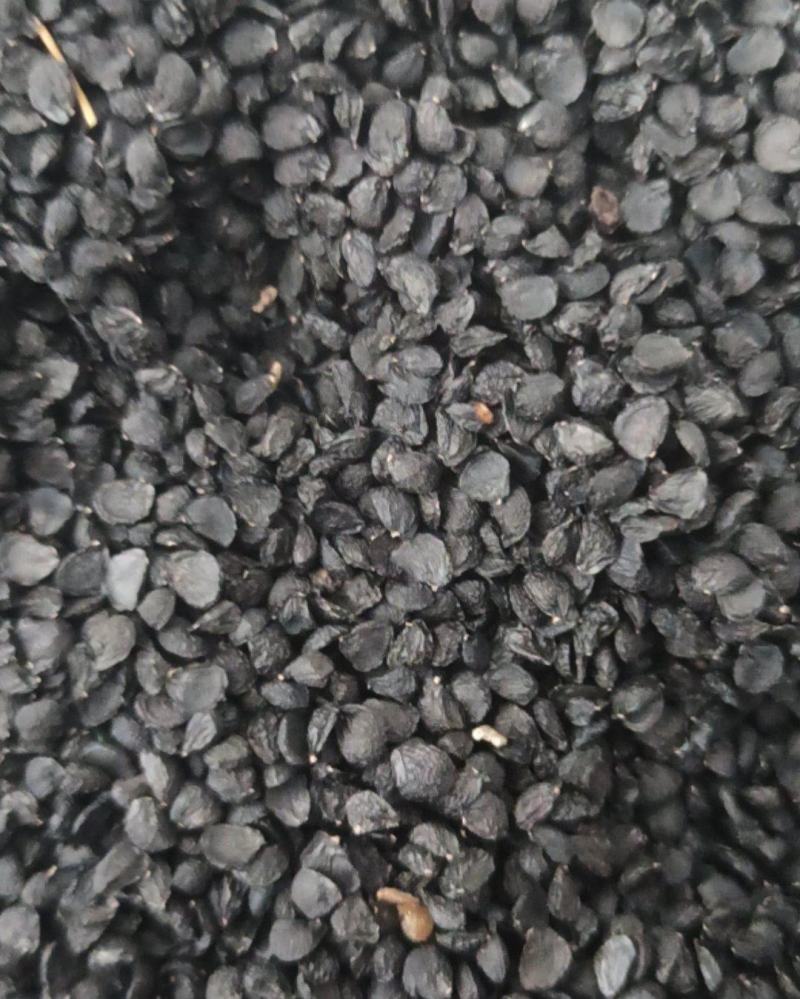 韭菜籽正品韭菜子药食同源产地直销质量保证
