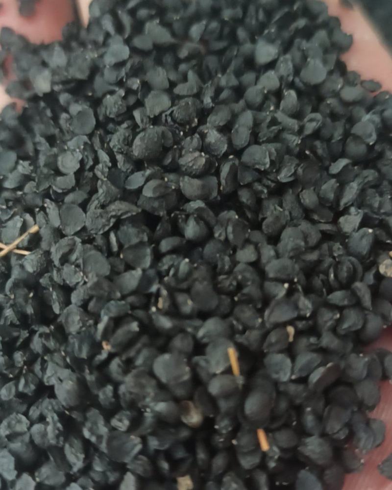 韭菜籽正品韭菜子药食同源产地直销质量保证