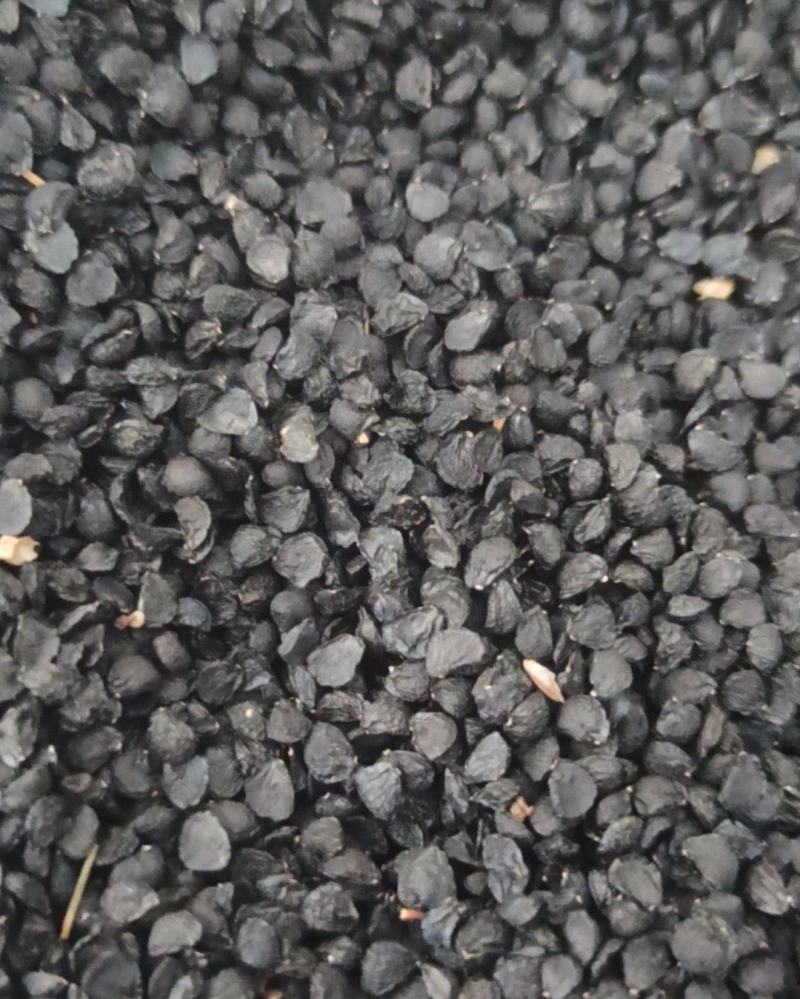 韭菜籽正品韭菜子药食同源产地直销质量保证