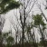 黄连木,楷木树,四川黄连木基地出售,成都黄连木批发价格