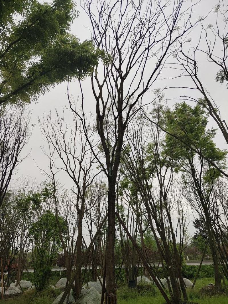 黄连木，楷木树，四川黄连木基地出售，成都黄连木批发价格
