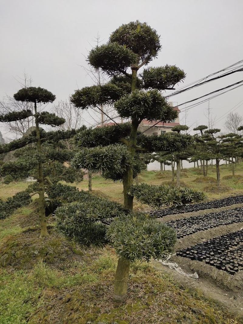 罗汉松，金钱松，四川罗汉松基地出售，成都罗汉松批发价格