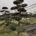 罗汉松,金钱松,四川罗汉松基地出售,成都罗汉松批发价格