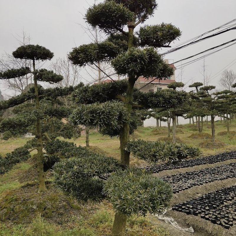 罗汉松，金钱松，四川罗汉松基地出售，成都罗汉松批发价格