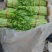 优质西芹，精品五指粗细西芹，现以上市，60公分左右