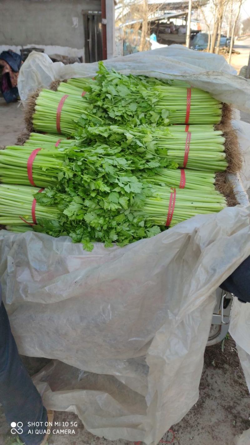 优质西芹，精品五指粗细西芹，现以上市，60公分左右